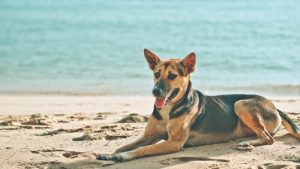 Waarom zonnebaden met je hond goed voor hem is