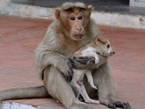 De aap die een kleine zwerfhond adopteerde