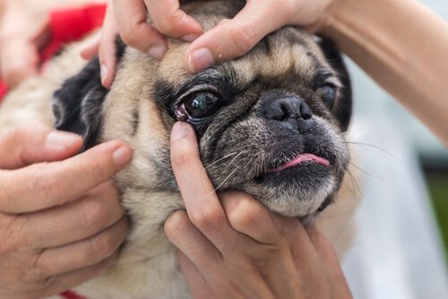 Ooginfectie bij een hond
