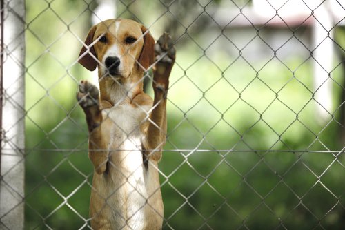 Hond achter het hek van een illegale fokkerij