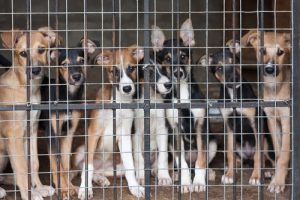 Puppy's kopen in plaats van adopteren bevordert dierenmishandeling