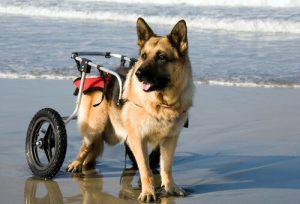 Honden in een rolstoel genieten van het strand