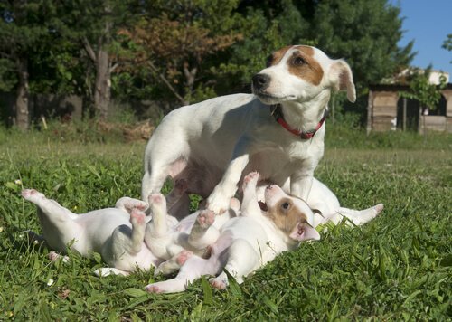 Puppies bij hun moeder