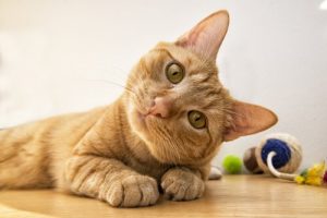 6 gelaatsuitdrukkingen van katten en hun betekenis
