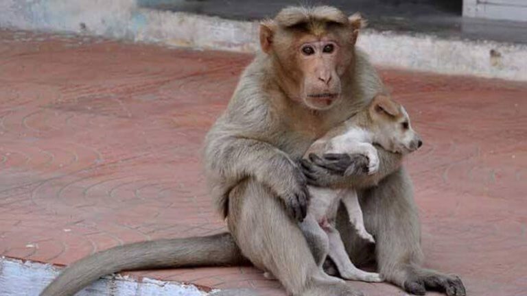 Mama-aap zorgt voor puppy