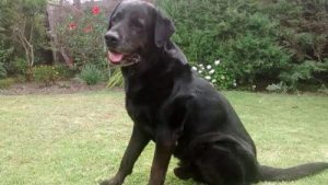 Tibo, de verlamde hond die weer leerde om te lopen