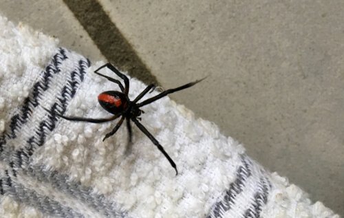 Waarom je nooit spinnen in huis zou moeten doden