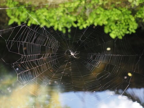 Hoe spinnen hun web bouwen