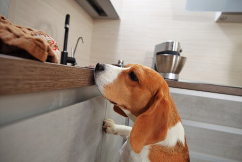 Hond in de keuken