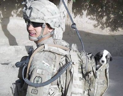 Hond in rugzak van soldaat