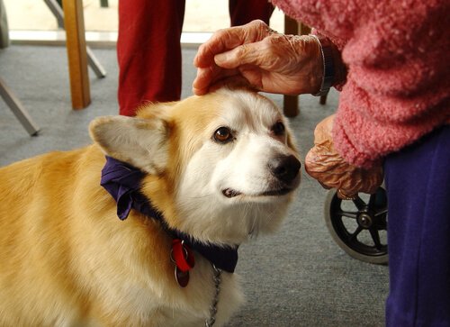 Ken je de honden die genezen: therapie-hulphonden?