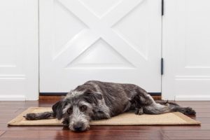 Waarom janken honden vaak als je weggaat?
