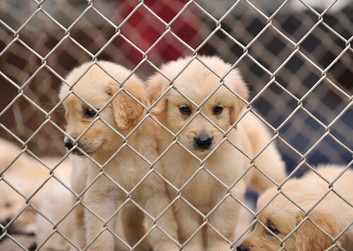 Stop het fokken van puppy's in puppyfabrieken!
