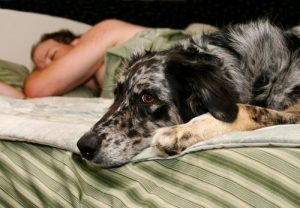 Slapen met je hond schijnt goed te zijn