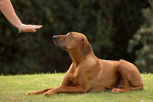 Hond tijdens hondentraining