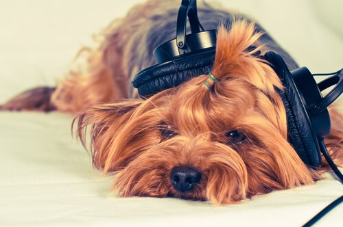 Hond met een koptelefoon op