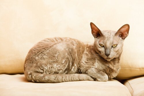 De oudste kattenrassen: Egyptische mau