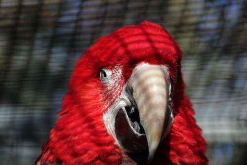 Rode papegaai die mogelijk depressief is