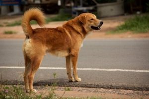 Vermiste hond die de weg probeert over te steken