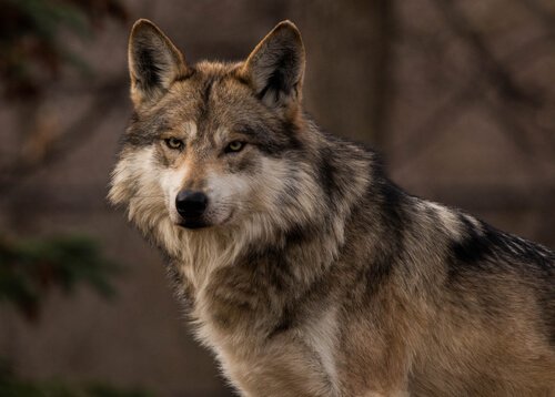 een wolf uit een van de 6 wolvenrassen kijkt in de camera