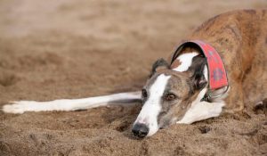 Martingale halsbanden voor Greyhounds: Goed of slecht?