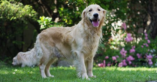Hartruis bij honden: preventie en eerste hulp