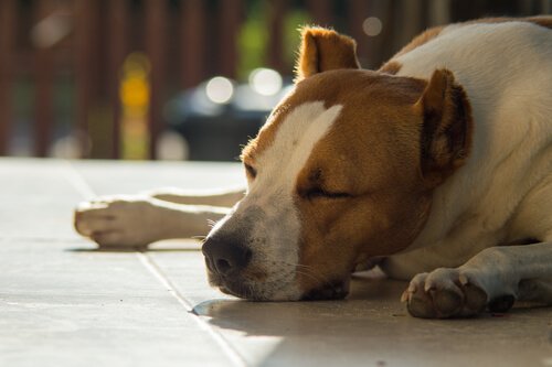 Een hond slaapt met zijn hoofd op de vloer