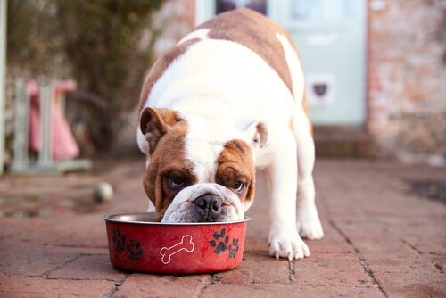 Voedingstoffen voor oude honden