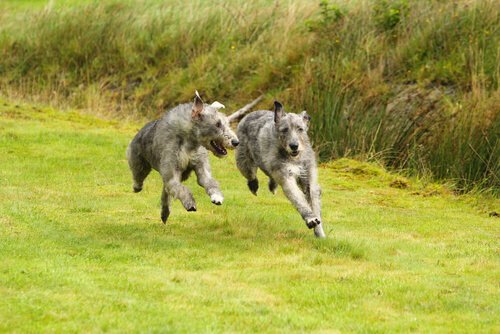 Twee Ierse wolfshonden die door een veld rennen