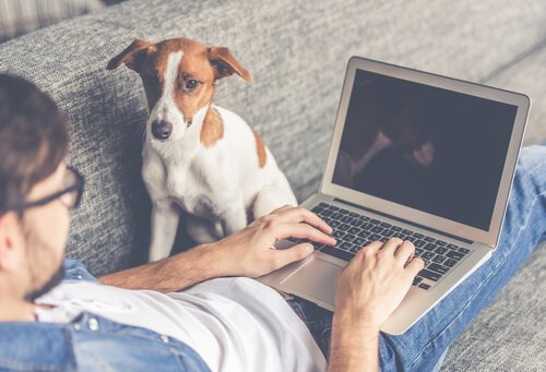 Nieuwsgierige hond bij baas met laptop
