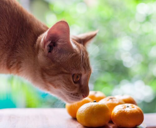 Kat ruikt aan mandarijnen