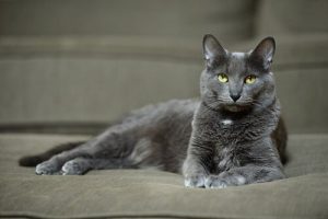 De Korat kat: een prachtig en plezierig kattenras
