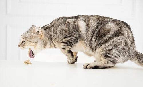 Wat moet je doen als je kat vergiftigd is?