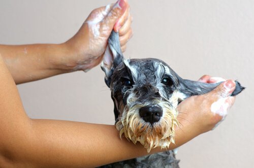 Hond wordt gewassen