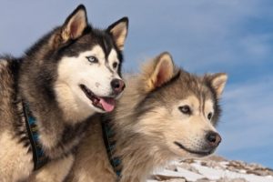 Verschillen tussen Alaska-malamutes en Siberische husky's