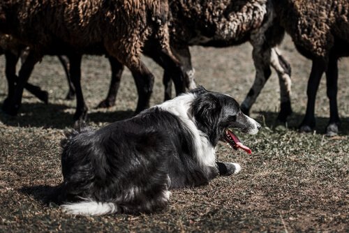 Collie die naar een kudde schapen kijkt
