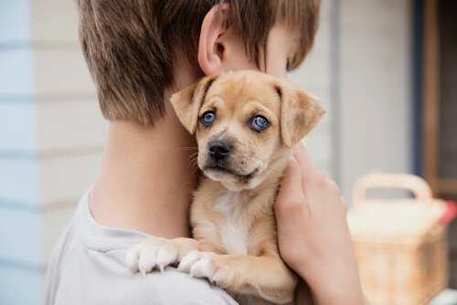 Een kind draagt een puppy dicht tegen zich aan