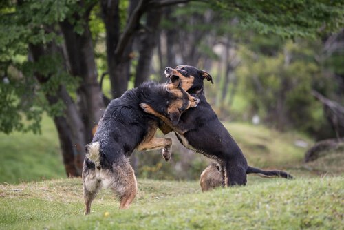 Georganiseerde hondengevechten
