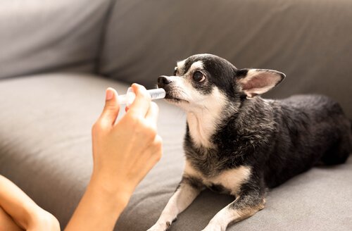 Hondje krijgt water tegen urineweginfectie met een injectiespuit