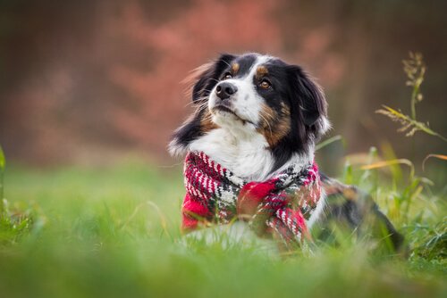 Honden in de winter: verzorging en overwegingen