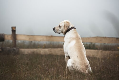 Witte labrador zittend in een veld