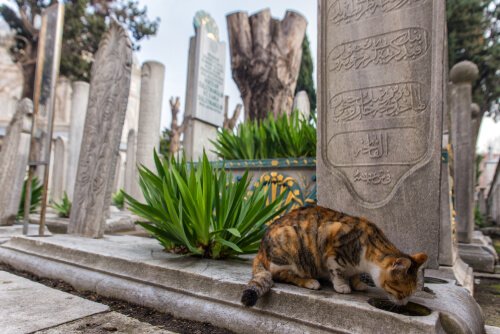 Istanboel: de stad van de katten