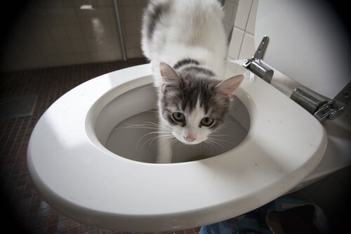 Kat die in een toilet stapt