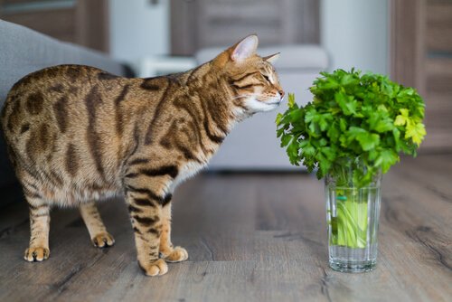 Kat die aan een plant snuffelt