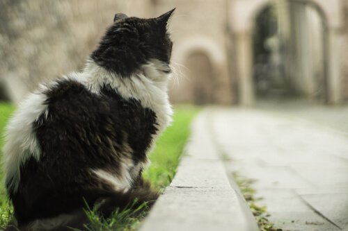 Kat naast een pad in de stad van de katten
