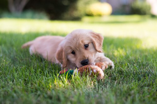 Puppy speelt met een kauwspeelgoed