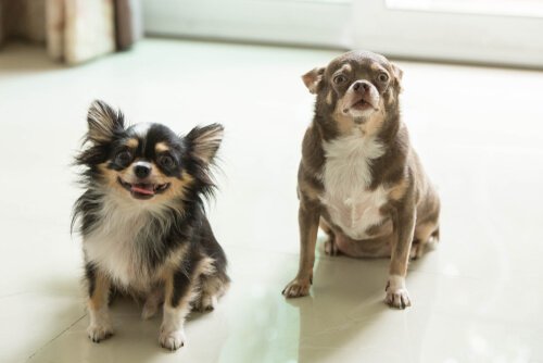 Twee kleine hondjes in huis