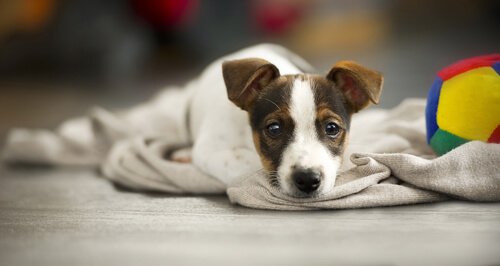 Ziekte bij honden: hoe vertelt je hond je dat er iets mis is?