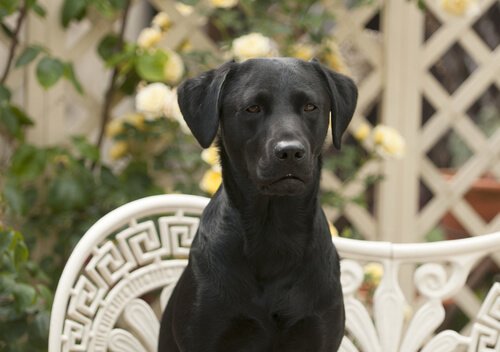 Zwarte labrador zittend op een bankje
