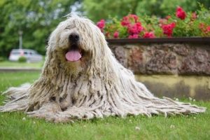 De komondor: een bijzondere hond met dreadlocks